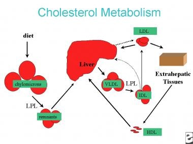 胆固醇代谢简图。低密度脂蛋白