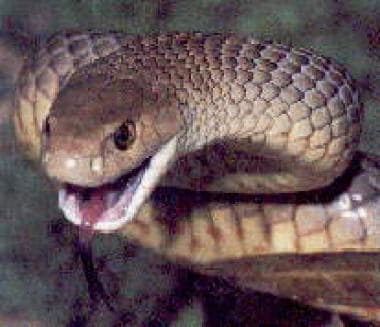 
Pseudonaja textilis (eastern brown snake). 