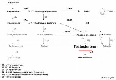 5 Alpha Reductase Deficiency Practice Essentials Pathophysiology