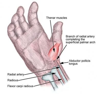 Anatomic location of radial artery. 