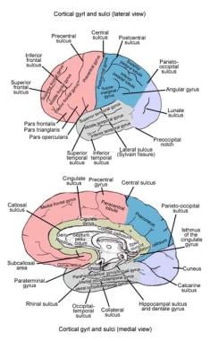 Lateral and medial surfaces of cerebrum, showing m
