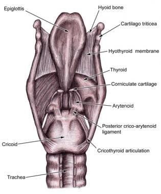 Illustration of the larynx, posterior view. 