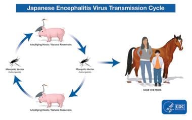 Transmission of Japanese encephalitis virus. Court