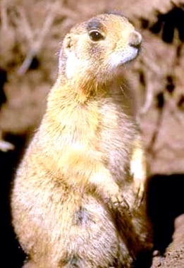 The prairie dog is a burrowing rodent of the genus