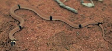 
Pseudonaja modesta (ringed brown snake). 