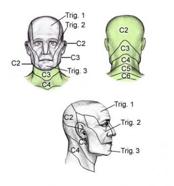 Dermatomes of the head, face, and neck. 