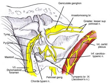 Relation of the chorda tympani to the ossicular ch