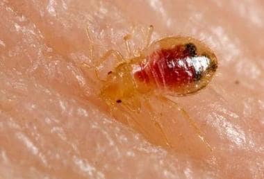 After bedbugs find a food source, they bite down w