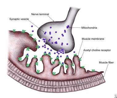 Myasthenia Gravis Practice Essentials Background Anatomy