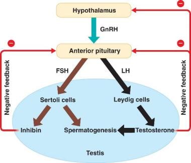 Interaction between the hypothalamus and the teste