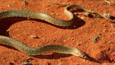 
Pseudonaja nuchalis (western brown snake). 