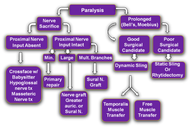 Dynamic Reanimation for Facial Paralysis Treatment & Management