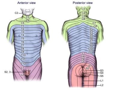 Diagram of dermatomes and innervation of the pelvic area, inferior