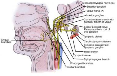 Branches and relations of cranial nerve IX. 