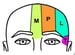 Forehead Anatomy: Surface Anatomy, Bones of the Forehead, Forehead and ...