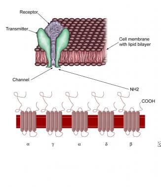 Acetylcholine receptor. Note 5 subunits, each with