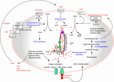 Platelet activation pathways. 5-HT = 5-hydroxytryp