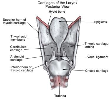 Laryngeal cartilages, posterior view. 