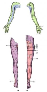 Dermatomes Anatomy Overview Gross Anatomy Natural Variants