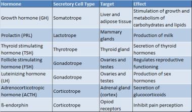 pituitary gland hormones and their functions