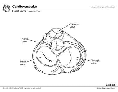 heart anatomy valves