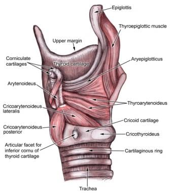 Illustration of the intrinsic muscles of the laryn