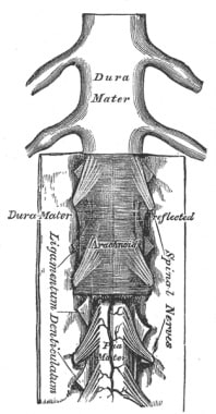Spine and epidural space. Courtesy of Wikimedia Co