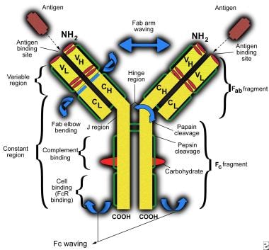 Immunoglobulin G deficiency. Schematic representat