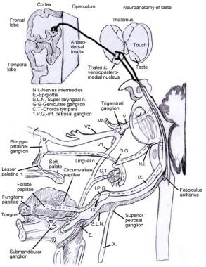 Diagram illustrating the central and peripheral ta