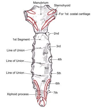 Breastbone synonyms - 99 Words and Phrases for Breastbone