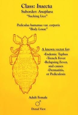 Dorsal view of female body louse, Pediculus humanu