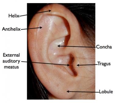 Anatomy of the ear. 