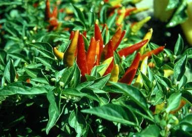 Chili peppers, Capsicum annum. 