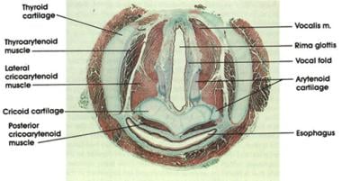 Cross-sectional histological anatomy of the vocal 