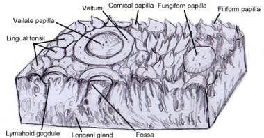 Circumvallate papilla with surrounding trench. 