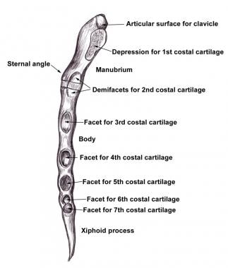 Manubrium, Radiology Reference Article