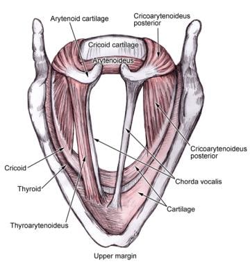 Illustration of the intrinsic muscles of the laryn