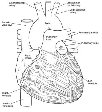 internal heart anatomy diagram