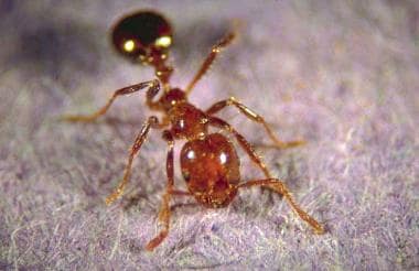 Red imported fire ant worker. From http://fireant.