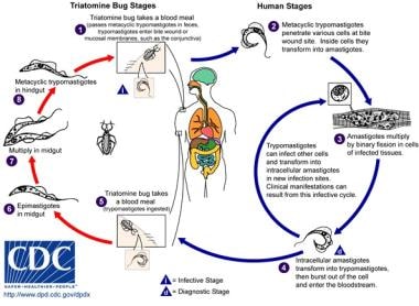Life cycle of triatomines. Courtesy of the CDC. 