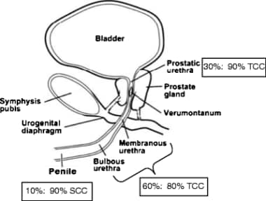 Illustration of the male urethra in the sagittal p