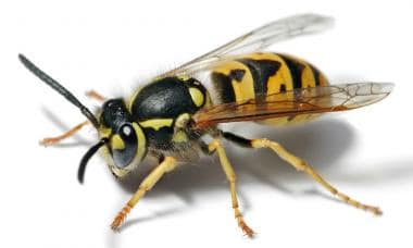 Yellow jacket wasp. Image courtesy of US Centers f