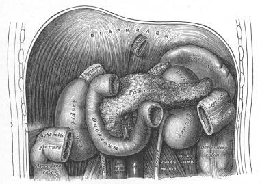 Duodenum and pancreas. 