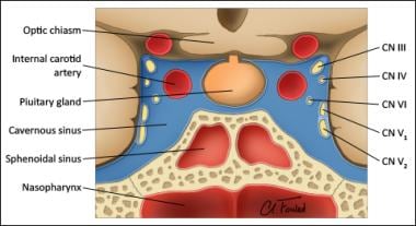Coronal depiction of pituitary gland and surroundi
