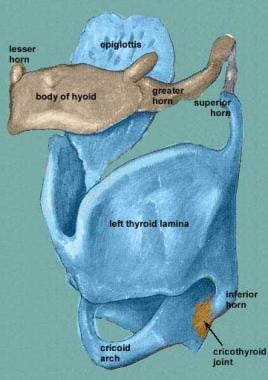 Anterior view of the laryngeal skeleton. Courtesy 