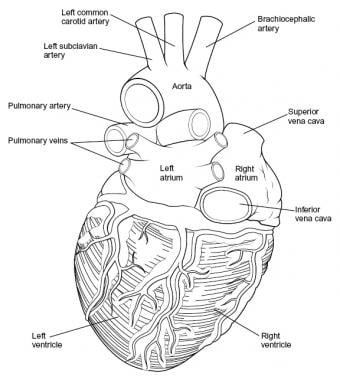 Heart, posterior view. 