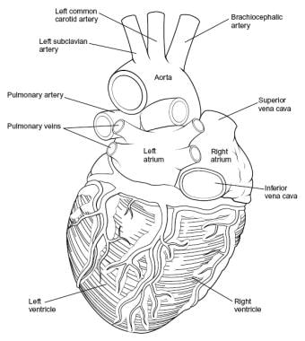 blood vessels of the heart posterior