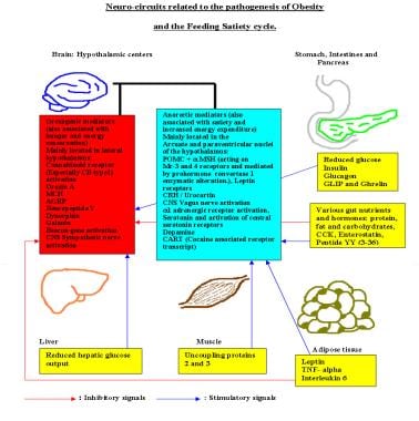 Central nervous system neurocircuitry for satiety 