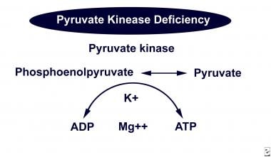 Pyruvate kinase in the Embden-Meyerhof pathway. 