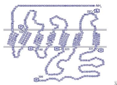 Human GPR54 receptor model. Mutations identified i